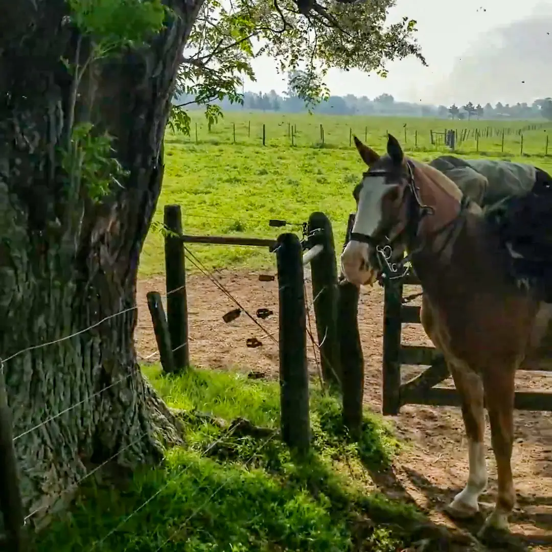 Horseback Riding